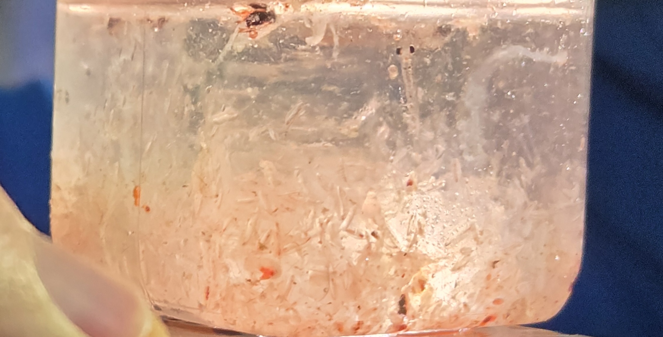 Zooplankton sample