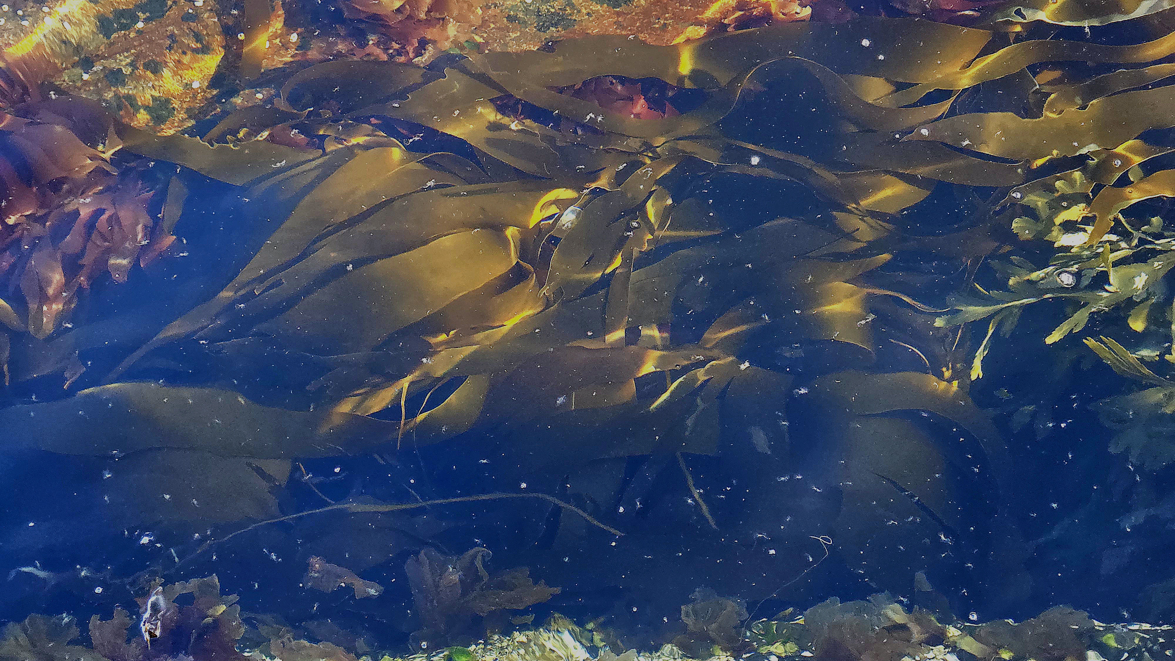 Various algae in artic fjord, underwater view.
